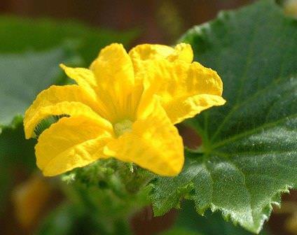 Что делать с пустоцветом на огурцах при выращивании в теплице