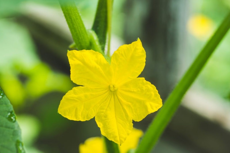 Что делать с пустоцветом на огурцах при выращивании в теплице