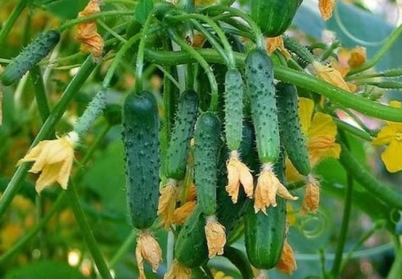 Что делать с пустоцветом на огурцах при выращивании в теплице