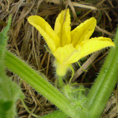 Что делать с пустоцветом на огурцах при выращивании в теплице