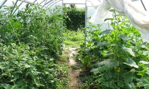 Что лучше всего растет в теплице