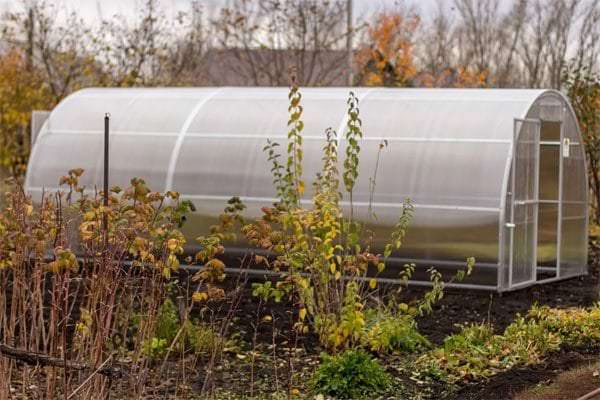 Что можно посадить в теплицу осенью?