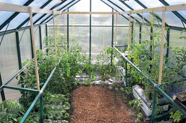 Что можно посадить в теплицу осенью?