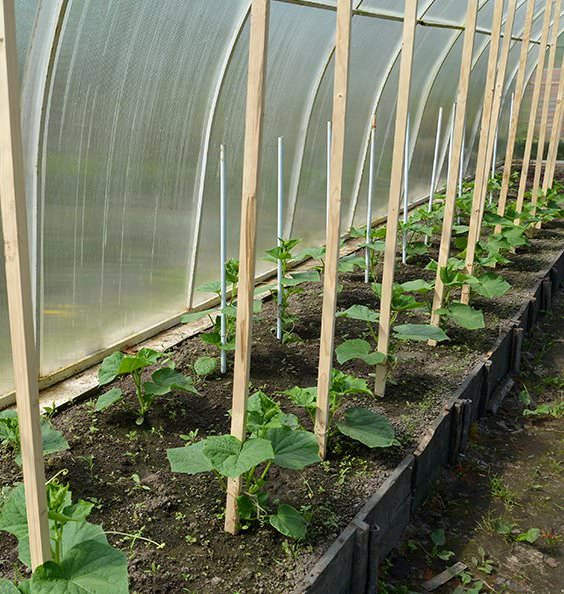 Что можно в августе посадить в теплице