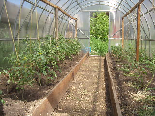 Что можно выращивать в теплице из поликарбоната