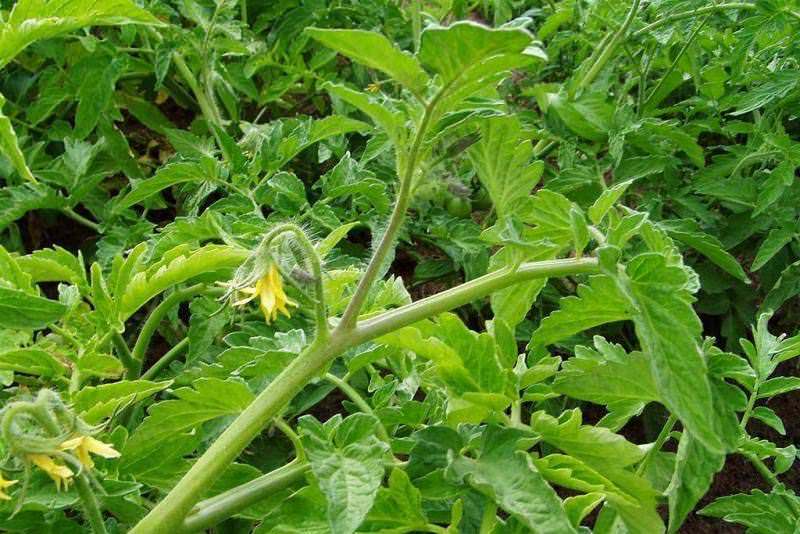 Что нужно делать если помидоры жируют