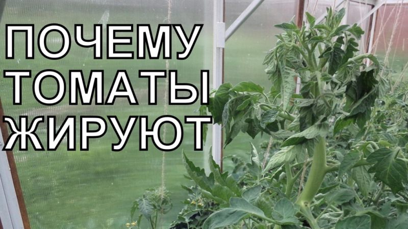 Что нужно делать если помидоры жируют