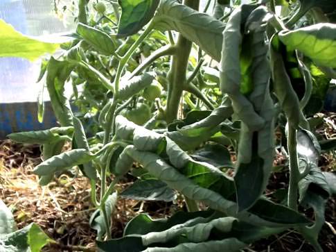 Что нужно делать если помидоры жируют