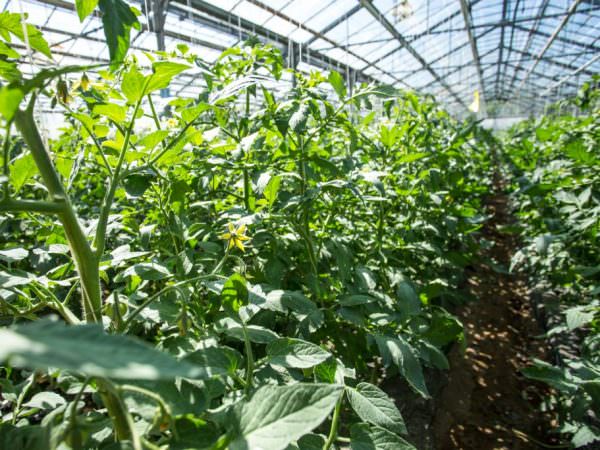 Что нужно делать если помидоры жируют