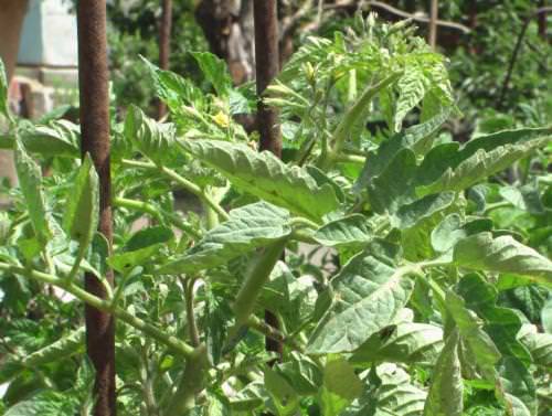 Что нужно делать если помидоры жируют