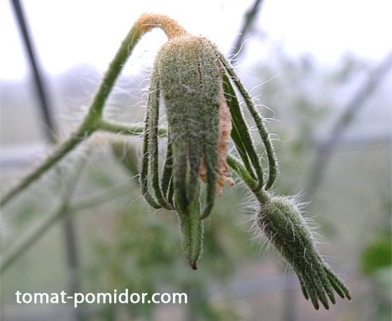 Что нужно делать если помидоры жируют