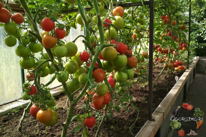 Что нужно делать в период цветения помидоров в теплице