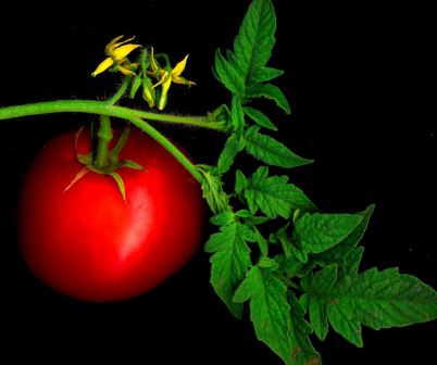 Что нужно делать в период цветения помидоров в теплице