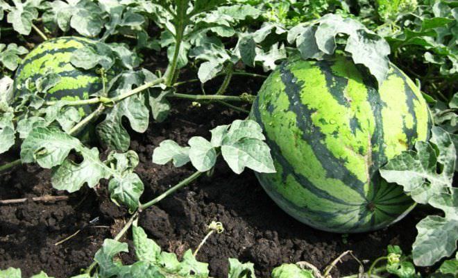 Что нужно знать о выращивании арбузов в средней полосе