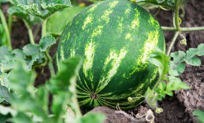 Что нужно знать о выращивании арбузов в средней полосе