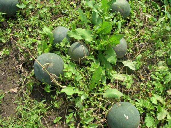 Что нужно знать о выращивании арбузов в средней полосе