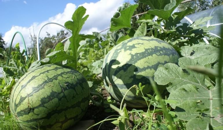 Что нужно знать о выращивании арбузов в средней полосе
