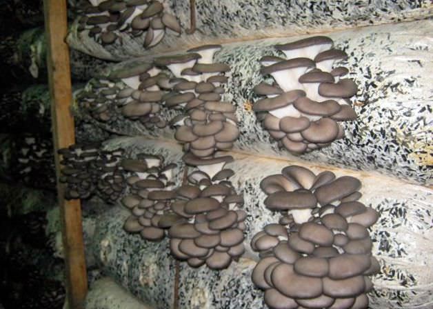 Что нужно знать про выращивание вешенки