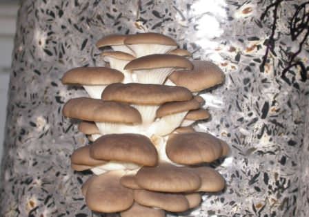 Что нужно знать про выращивание вешенки