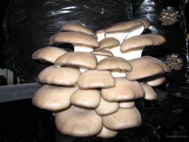 Что нужно знать про выращивание вешенки