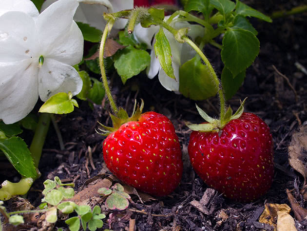 Что представляет собой ремонтантная клубника и как её выращивать