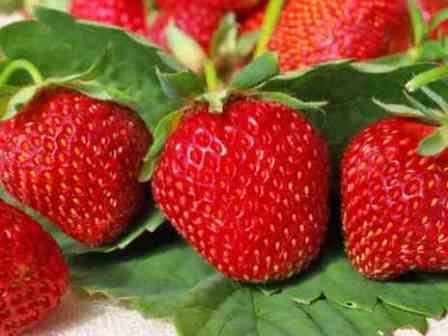 Что представляет собой ремонтантная клубника и как её выращивать