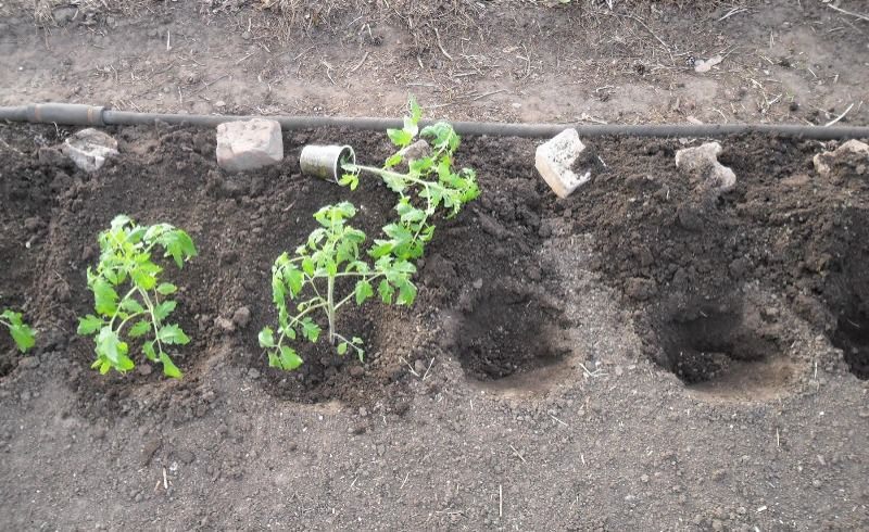 Что следует класть в лунку при посадке помидоров
