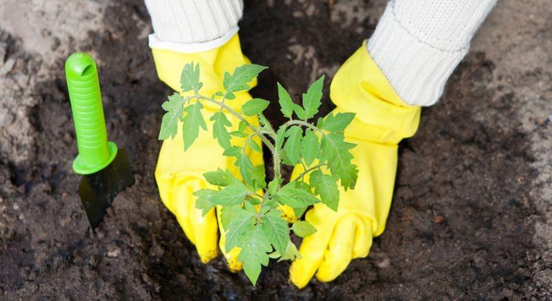 Что следует класть в лунку при посадке помидоров
