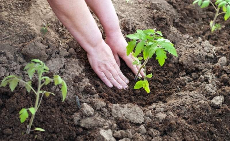 Что следует класть в лунку при посадке помидоров