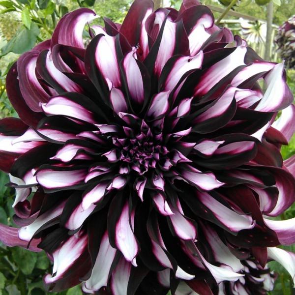 Что следует учесть при посадке георгина тартан?