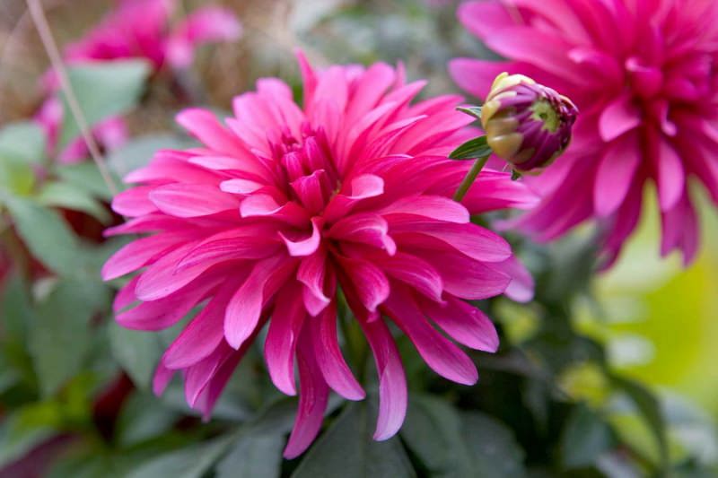 Что следует знать о выращивании георгин гэллери?