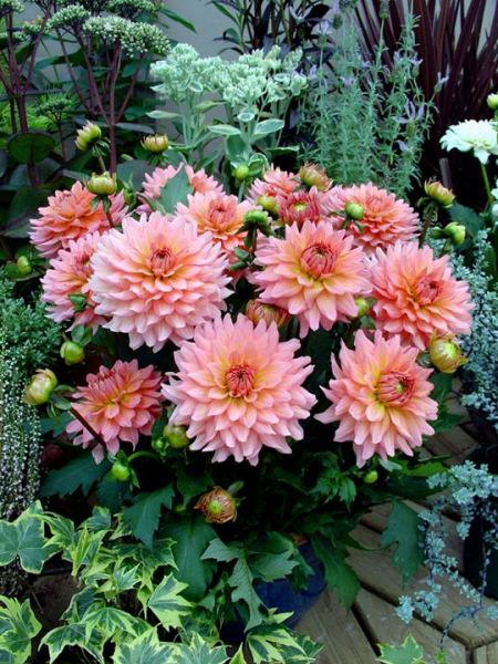 Что следует знать о выращивании георгин гэллери?