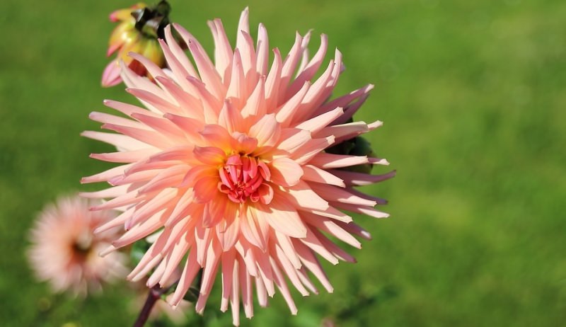 Что следует знать о выращивании георгин гэллери?