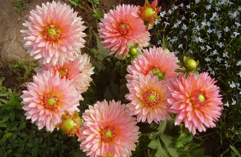 Что следует знать о выращивании георгин гэллери?