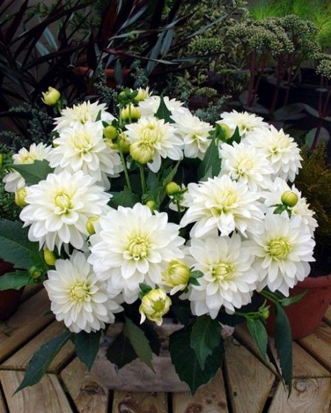 Что следует знать о выращивании георгин гэллери?