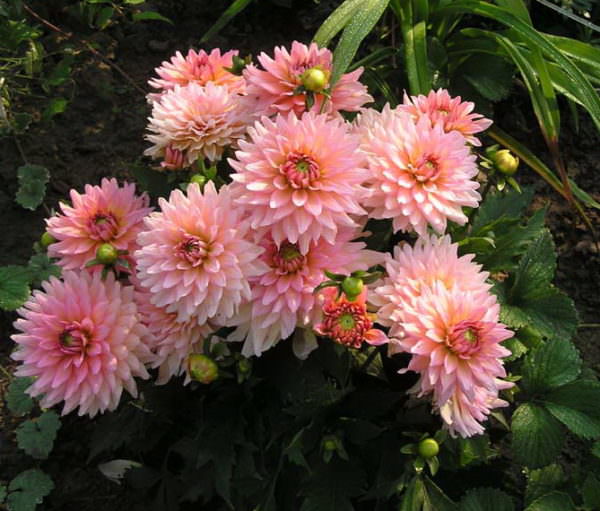 Что следует знать о выращивании георгин гэллери?