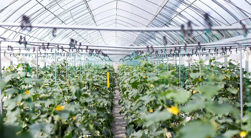 Что собой представляет современная теплица