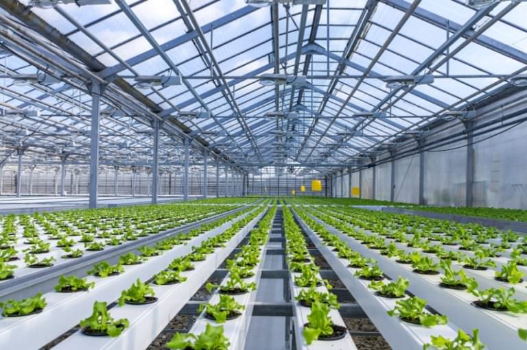 Что собой представляет современная теплица