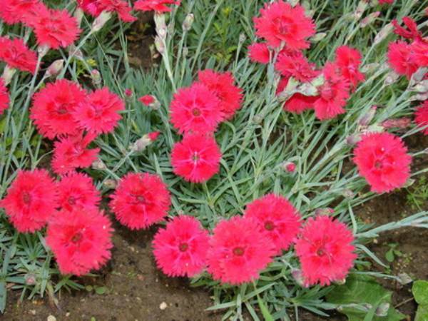 Что такое гвоздика альвуда?