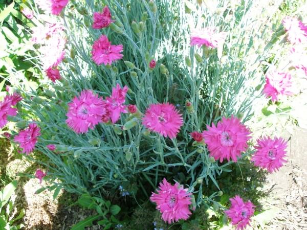 Что такое гвоздика альвуда?