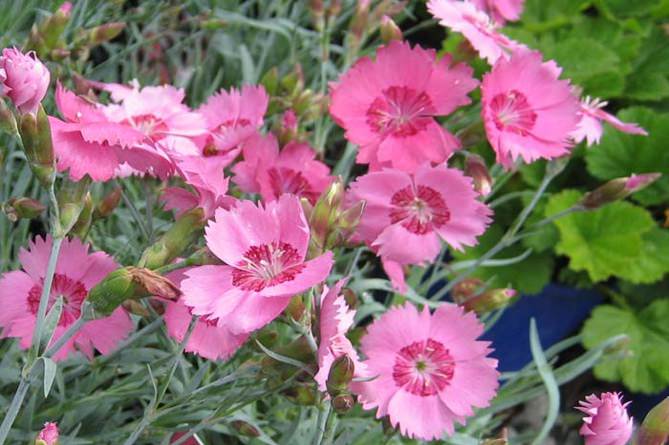 Что такое гвоздика альвуда?