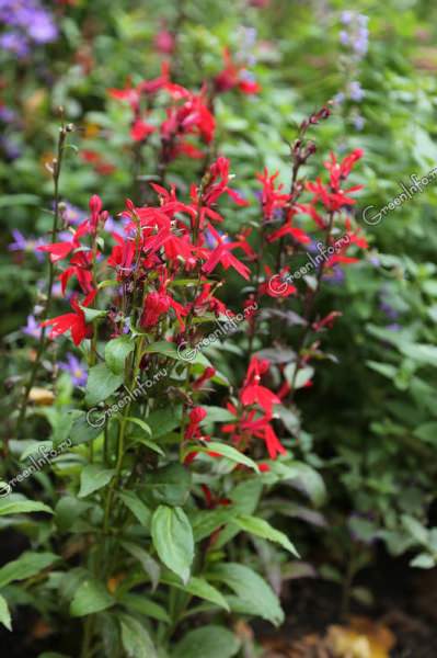 Что такое лобелия пурпурная?