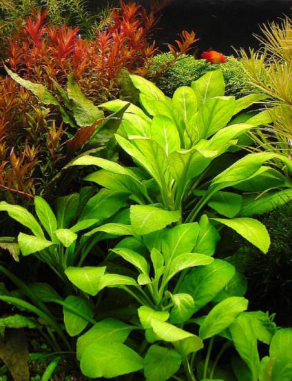 Что такое лобелия пурпурная?