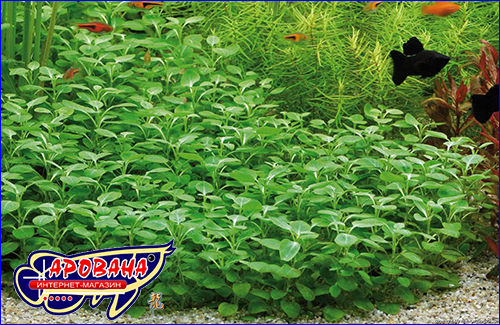 Что такое лобелия пурпурная?