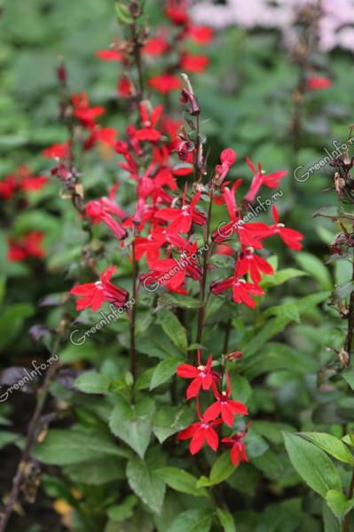 Что такое лобелия пурпурная?