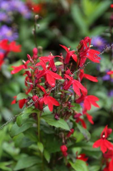 Что такое лобелия пурпурная?