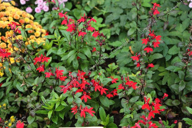 Что такое лобелия пурпурная?