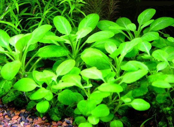 Что такое лобелия пурпурная?