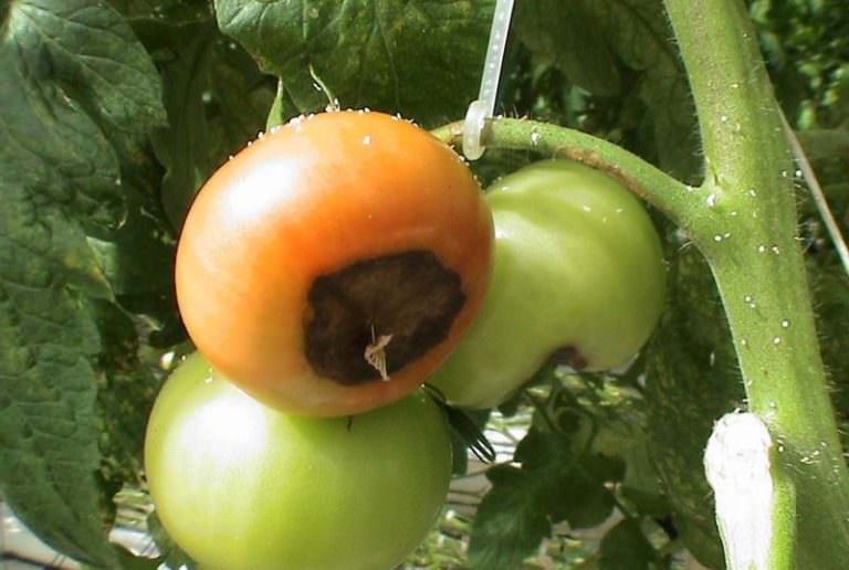 Что такое вершинная гниль помидоров: причины и лечение