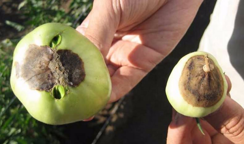 Что такое вершинная гниль помидоров: причины и лечение